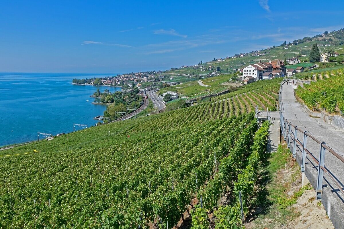 Die Rebberge mit dem Genfer See im Hintergrund