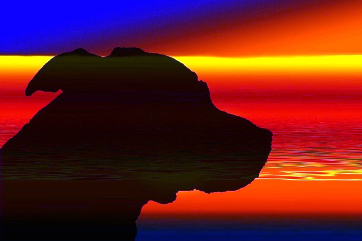 Getötete Läuferin: Geldstrafe statt Haft für Hundebesitzerin