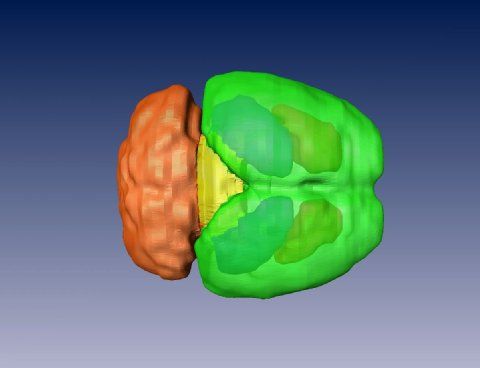 Mittelhirn Garland Lab