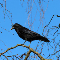 Krähen attackierten Läufer