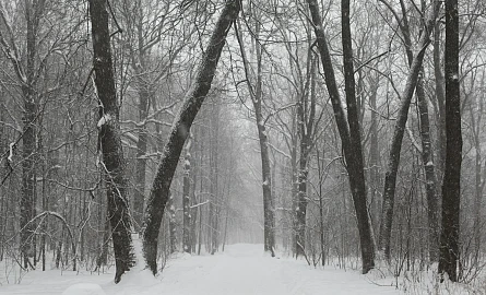 Ein verschneiter Wald