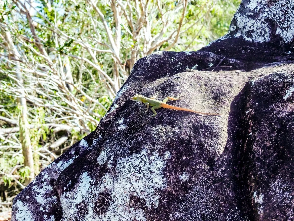 Guadarun 2024: Dschungelbewohner Guadarun 2024: Dschungelbewohner