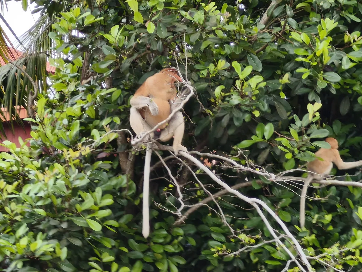 Brunei Marathon: 16 Nasenaffen