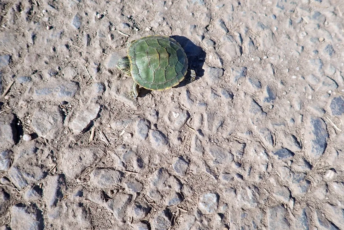 Osaka Yodo-River Marathon 2024