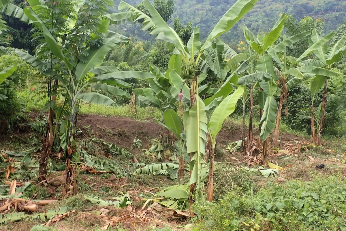 Rwenzori Marathon 2025