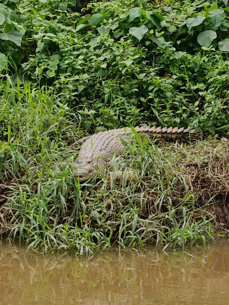 Brunei Marathon: 17 Krokodil