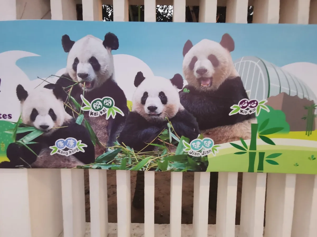 South China Marathon Challenge 12: Panda-Gehege South China Marathon Challenge 12: Panda-Gehege