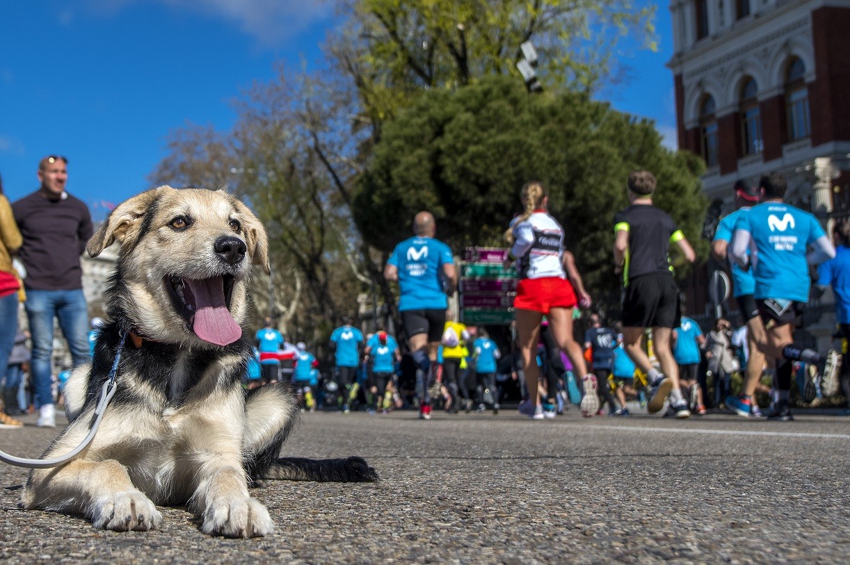 Ergebnisse Madrid Halbmarathon 2021