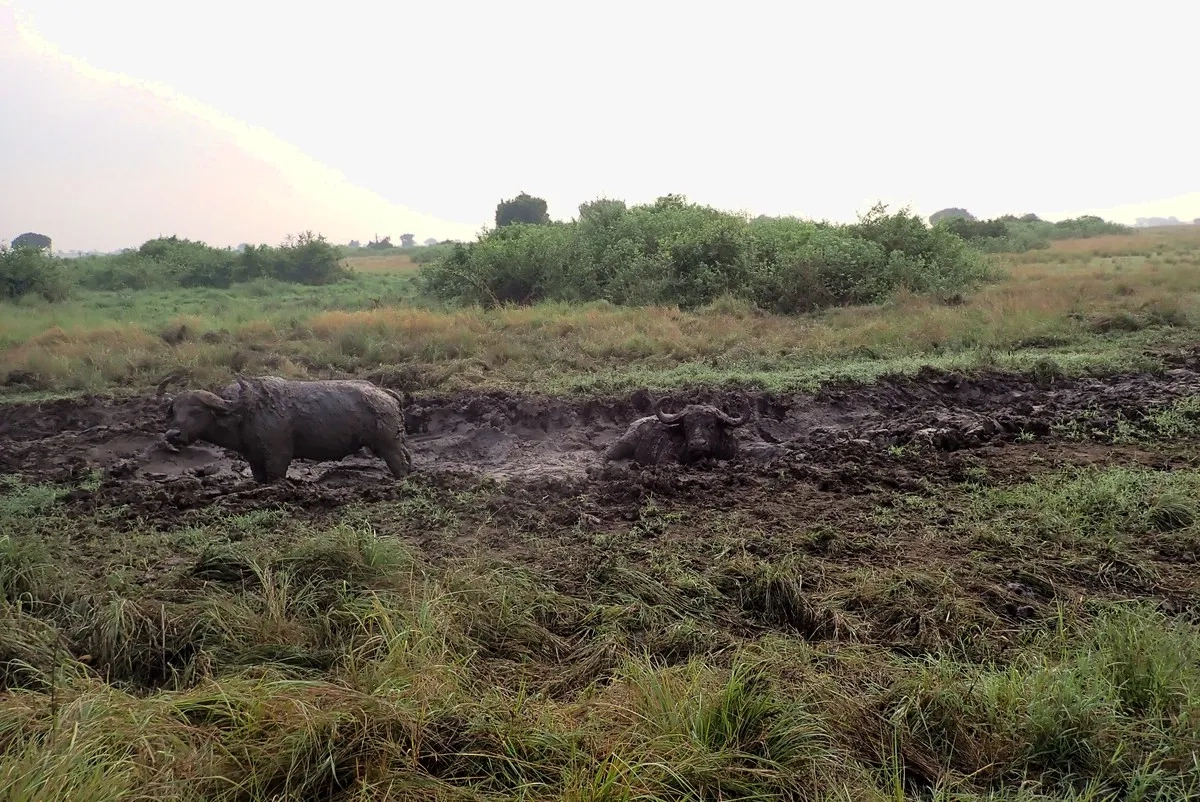 Rwenzori Marathon 2025 - 023: Tierwelt jenseits der Big Five