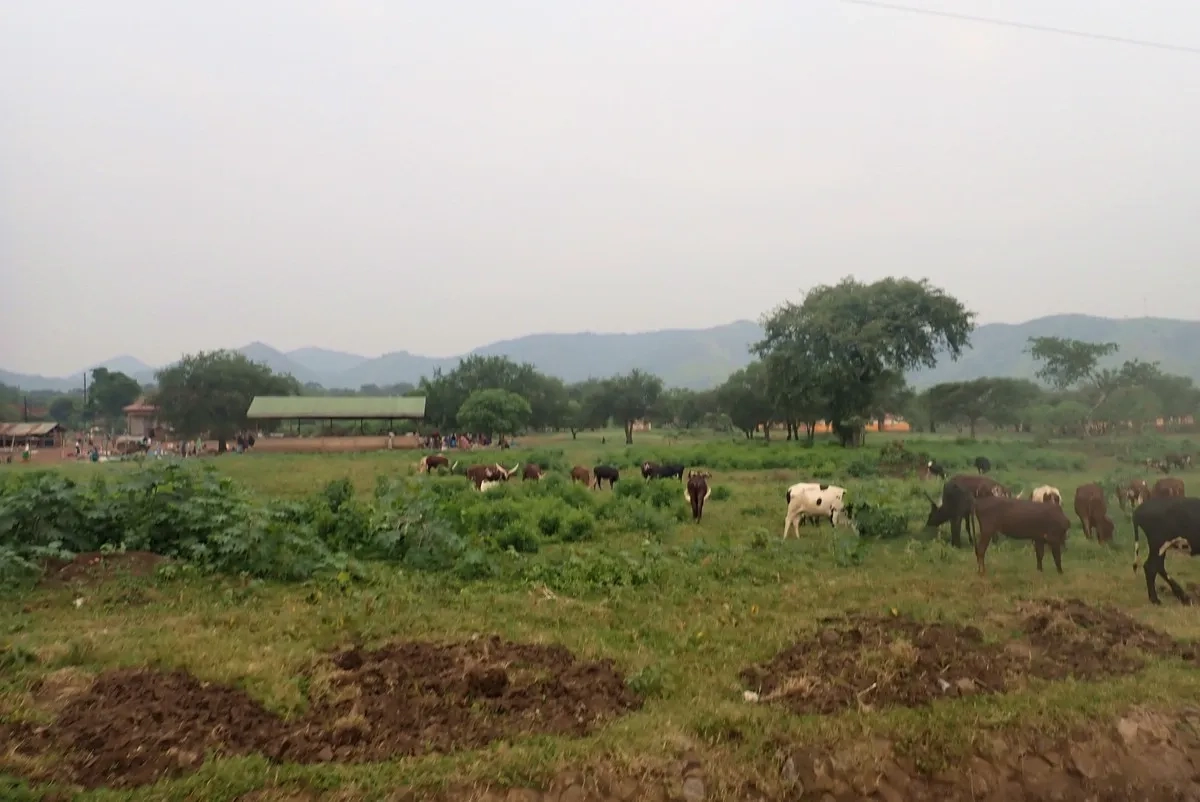 Rwenzori Marathon 2025