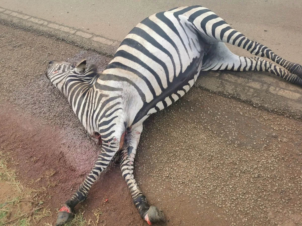 Safariabenteuer im Queen Elizabeth Nationalpark