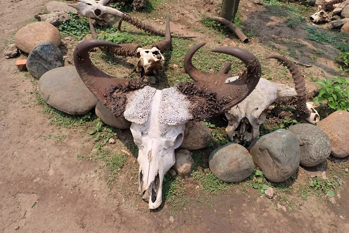 Rwenzori Marathon 2025 - 024: Tierwelt jenseits der Big Five