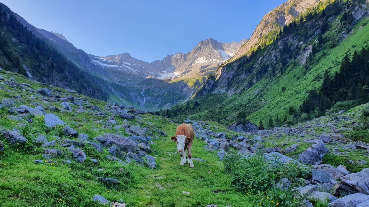 Ochsner (halbrechts) Ochsner (halbrechts)