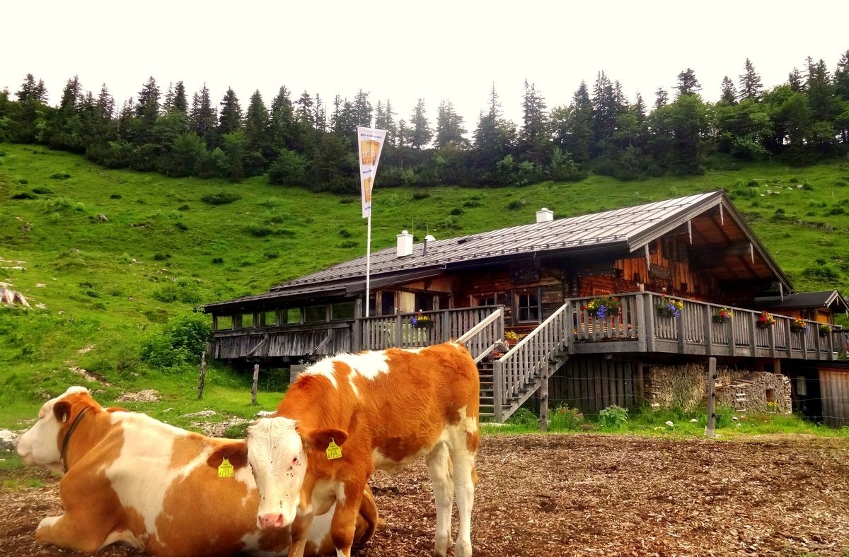 Latschenalm, Foto von der Hüttenpächterin Latschenalm, Foto von der Hüttenpächterin