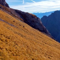 Gabelspitze 12: Steinbock in Sicht