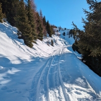 Skitour Fundsfeiler 03: Weiter über die Forststraße durch den Wald Richtung offenes Gelände.