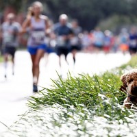 Ergebnisse Rock 'n' Roll Marathon New Orleans 2020