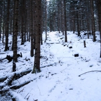 Es geht durch schneebedeckten Wald.