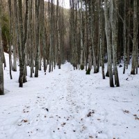 Krummbachstein 33: Waldstück auf dem Weg retour