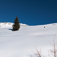 Skitour Schafhimmel 12: Rechts neben dem Baum befindet sich im Hintergrund der Gipfel des Schafhimmels.