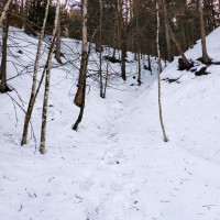 Dürrenstein 07: Es wird nun zunehmend steiler. Der Schneeschicht ist im Wald natürlich weicher, was das Vorankommen im Winter erheblichst erschwert.