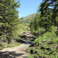 Großer Knallstein 8: Kurz nach der Kaltherberghütte  endet der Forstweg