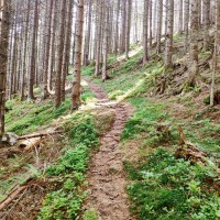 Rundtour Seckauer Alpen 04: Bis es kurz durch den Wald geht (alternativ kann man auch weiter dem Forstweg folgen)