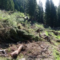 Großer Knallstein 7: Der Forstweg etwas beschädigt
