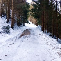 Dürrenstein 06: Nun geht es erneut ein Stück einer Forstraße entlang