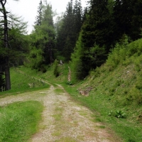 Von der Handlalm geht es zunächst links wo man auf dem Bild sehend, dem rechten Wanderweg durch den Wald folgt...