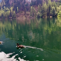 Der Piburger See ist dank angehmer Wassertemperaturen sehr gut zum Schwimmen geeignet.