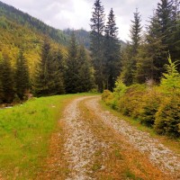 Rundtour Seckauer Alpen 51: der letzte Abschnitt geht wieder den Forstweg gemütlich bergab ins Liesingtal