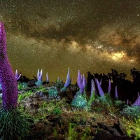 Transvulcania 2024: Natternköpfe auf dem Roque de Los Muchachos