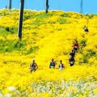 Ultralopp i Sverige - datum