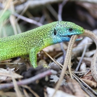 Paklenica Mountain Trail Running: Auf den Spuren von Winnetou…