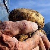 Südtiroler Erdäpfllauf #potato-run (Bruneck - Sand in Taufers)